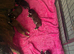 Stunning Kc Boxers Bobtails And Tails