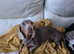 Bella the mini daxie