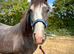 Yearling Cob Colt to make 14.3