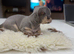 Stunning Blue & Tan Teacup Chihuahua Female Puppy