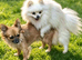 Pomchi boy