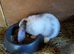 Large french lop