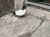 Afghan pigeon (male)