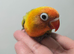 Hand reared super tame and friendly lovebirds amazing colours