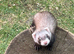 Baby ferrets