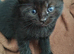 Kittens.
