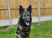Stunning long coat german shepherd female
