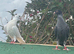 Syrian pigeons for sale in Grimsby