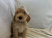 Cockapoo