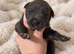 Gorgeous Blue & Brindle Mixed Breed Puppies