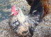 Young Serama cockerels and fertile eggs