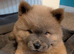 Chow Chow blue-fawn KC registered