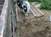 Pygmy billy goats
