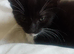 Kittens need a forever home