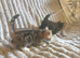 Cross bengal kittens