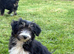 Beautiful Bearded Collie Puppies