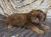 Beautiful imperial shih tzu babie girl