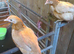 Farmyard Bantams