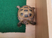 Horsfield tortoise