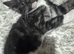 Gorgeous male kitten