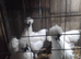 White silkie cockerels