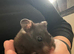 Syrian Hamster