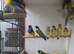 GOULDIAN AND STAR FINCHES FOR SALE