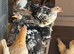 Various bantams all hens