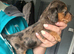 Stunning long hair dachshunds