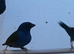 Cock forbes parrot finches for sale