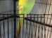 Baby Green Ringneck parrot