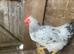 Brilliant 3 month old cockerel for sale