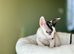 Beautiful Cornish Rex Kittens Ready Now