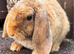 Mini Plush Lop Buck