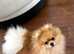 Pomeranian boy for stud
