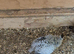 Snowflake bob white quails