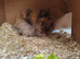 Female rabbit