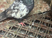 Pigeons