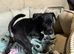 Patterdale Lakeland x Lakeland patterdale Terriers
