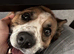 Rio 4yr old male