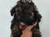 READY NOW! poochon pups