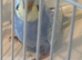 Baby Pastel rainbow budgie ring number 12 2026 rung
