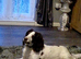 7 sprocker pups