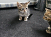 Kittens looking for loving homes only