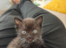 1 beautiful short haired kitten for sale