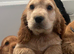Cocker spaniel puppies Manchester