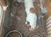 Jack Russell