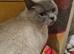 Beautiful female cat