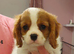 Kc Reg Cavalier King Charles Spaniel puppies