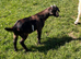 Derek castrated Boer x goat kid